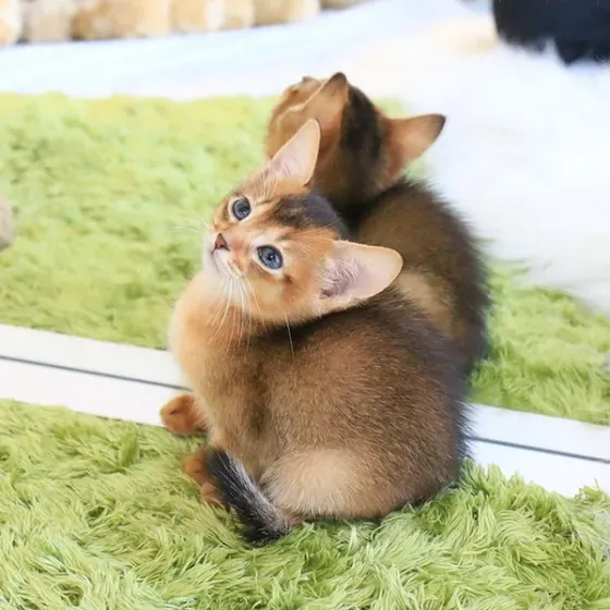 Აბისინიური კნუტები Tbilisi