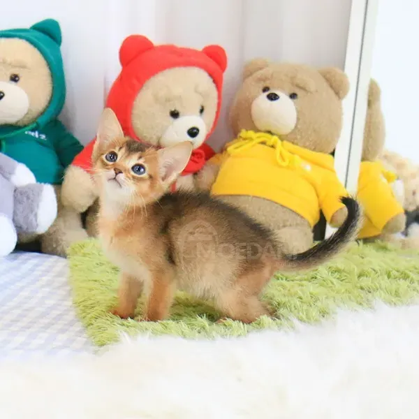 Აბისინიური კნუტები თბილისი - photo 1