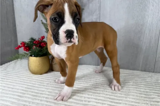 Ძალიან მეგობრული და ენერგიული ბოქსიორის ლეკვი! Tbilisi