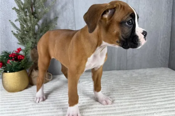 Ძალიან მეგობრული და ენერგიული ბოქსიორის ლეკვი! Tbilisi