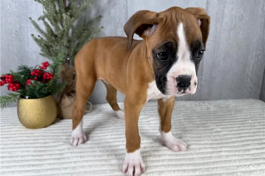 Ძალიან მეგობრული და ენერგიული ბოქსიორის ლეკვი! Тбилиси - изображение 1