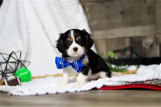 Კავალიერ კინგ ჩარლზ სპანიელის ლეკვი. Tbilisi