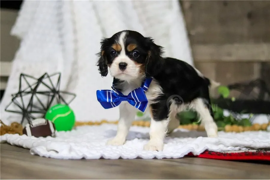 Კავალიერ კინგ ჩარლზ სპანიელის ლეკვი. თბილისი - photo 2