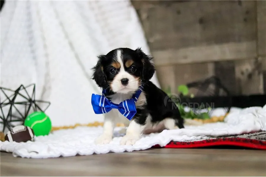 Კავალიერ კინგ ჩარლზ სპანიელის ლეკვი. თბილისი - photo 1