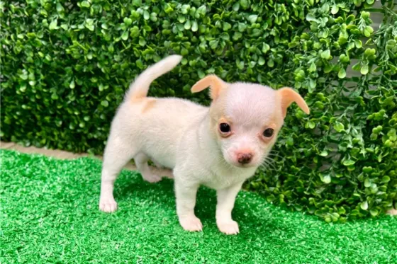 Იყიდება ჩიხუახუას ლეკვი. Tbilisi