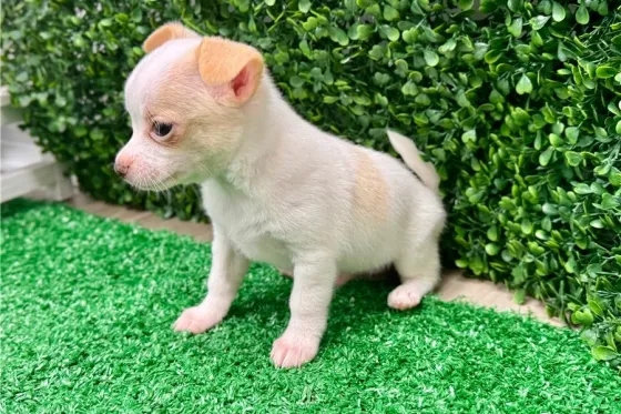 Იყიდება ჩიხუახუას ლეკვი. Tbilisi