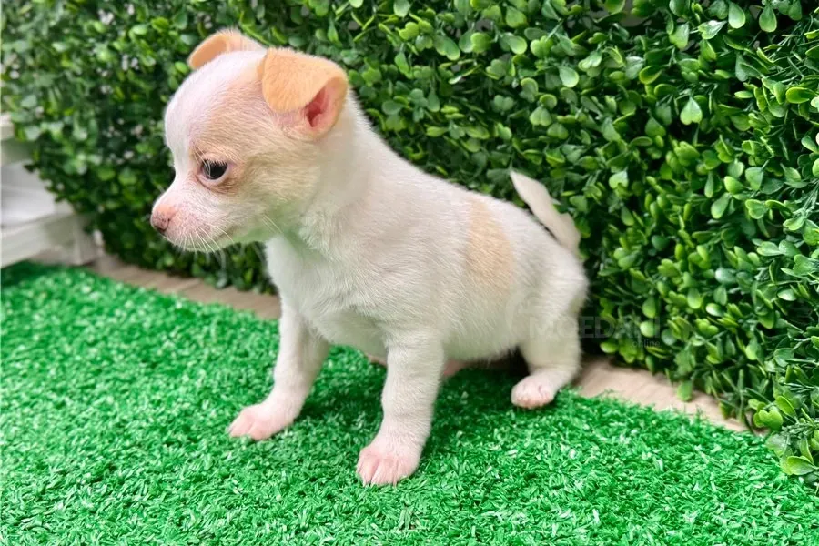 Იყიდება ჩიხუახუას ლეკვი. თბილისი - photo 1