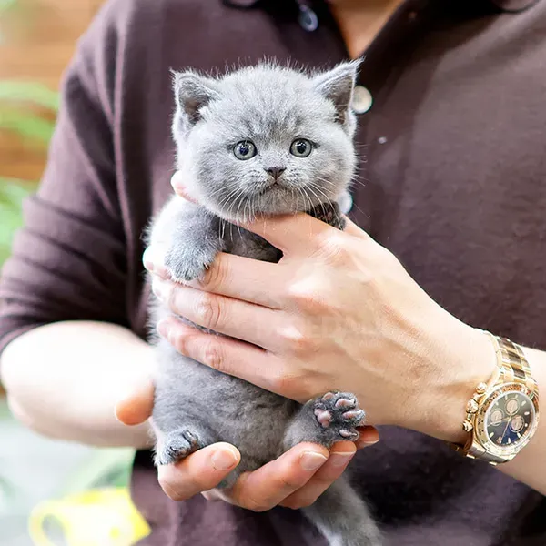 Ბრიტანული მოკლებეწვიანი Tbilisi - photo 2