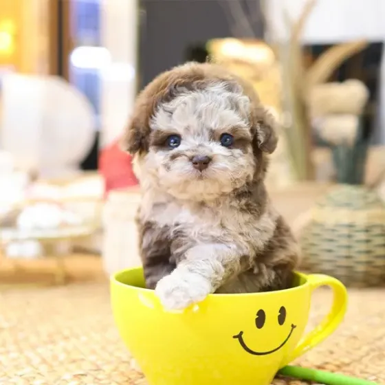 Სათამაშო პუდელის ლეკვები Tbilisi