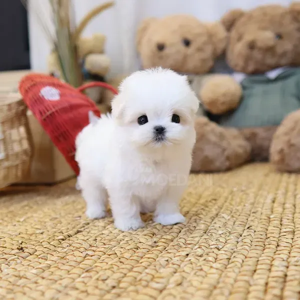 Მალტის ლეკვები თბილისი - photo 1