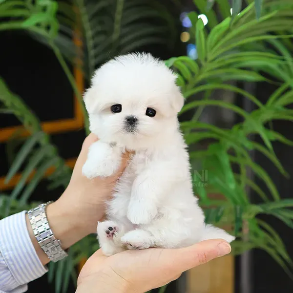 Მალტის ლეკვები თბილისი - photo 2