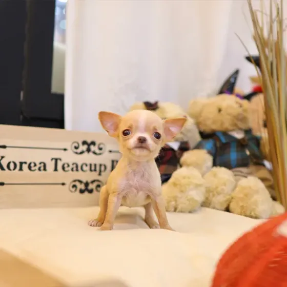 Ჩიხუახუას ლეკვები Tbilisi