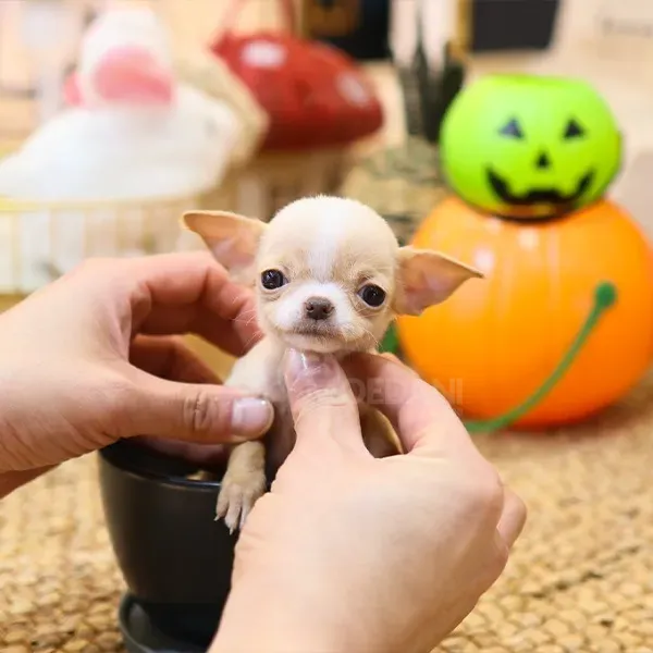 Ჩიხუახუას ლეკვები Tbilisi - photo 2