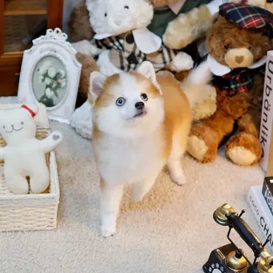 Პომსკის ლეკვები Tbilisi