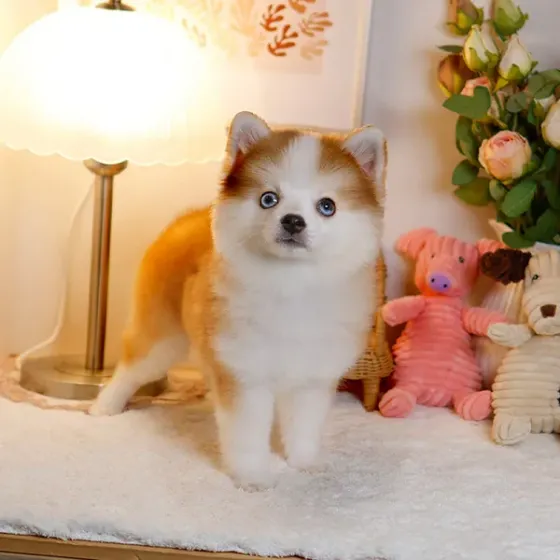 Პომსკის ლეკვები Tbilisi