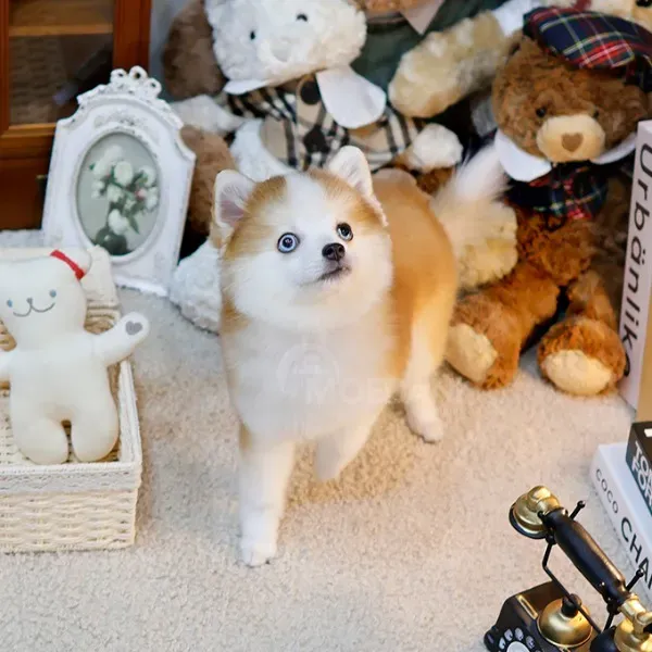 Პომსკის ლეკვები თბილისი - photo 1