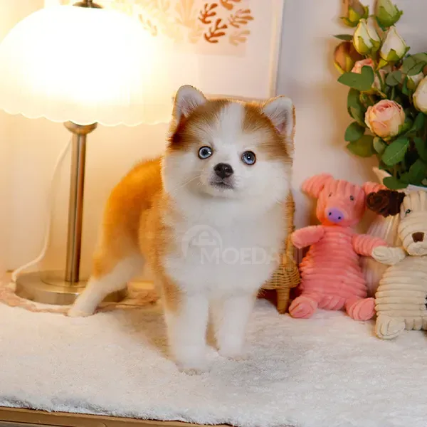 Პომსკის ლეკვები თბილისი - photo 2