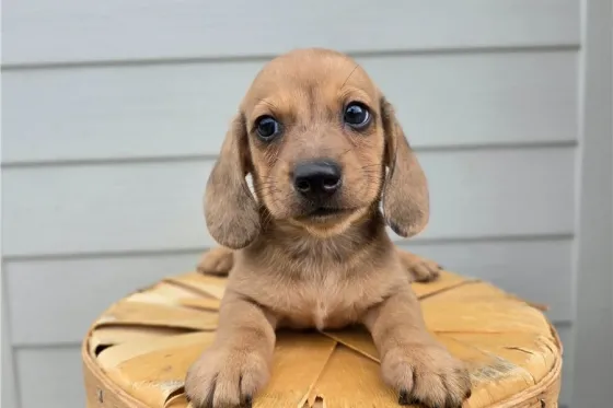 Საყვარელი ტაქსას ლეკვები აყვანისთვის. Tbilisi