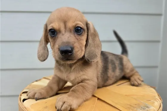 Საყვარელი ტაქსას ლეკვები აყვანისთვის. Tbilisi