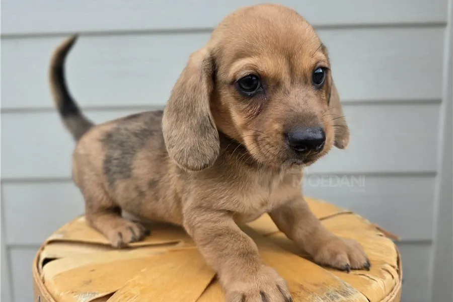 Საყვარელი ტაქსას ლეკვები აყვანისთვის. თბილისი - photo 1