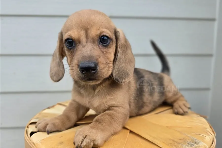 Საყვარელი ტაქსას ლეკვები აყვანისთვის. თბილისი - photo 3