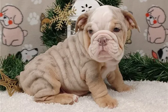 Ულამაზესი ინგლისური ბულდოგის ლეკვები იყიდება. Tbilisi