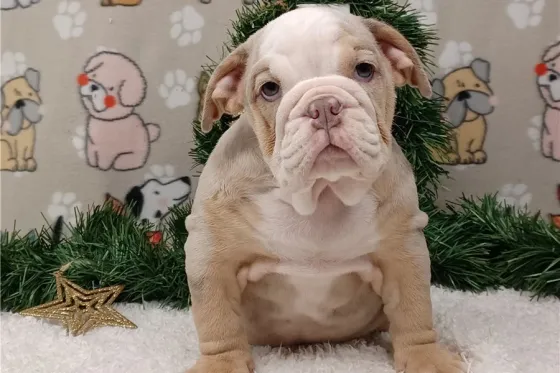 Ულამაზესი ინგლისური ბულდოგის ლეკვები იყიდება. Tbilisi