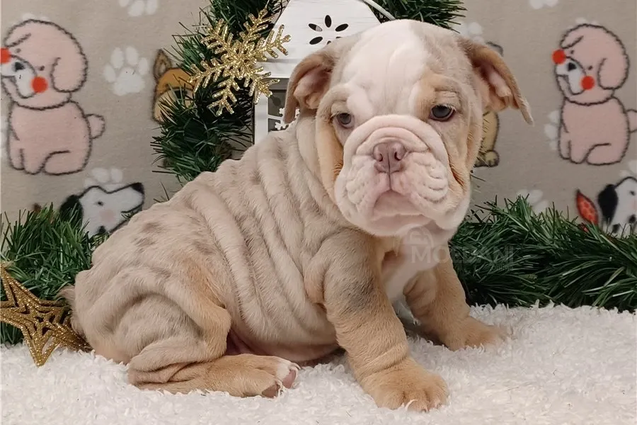 Ულამაზესი ინგლისური ბულდოგის ლეკვები იყიდება. თბილისი - photo 1