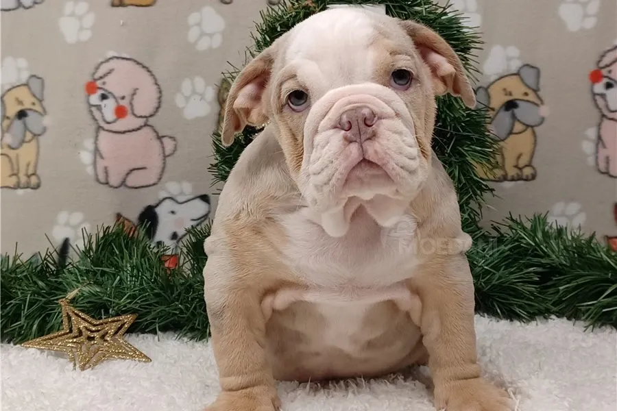 Ულამაზესი ინგლისური ბულდოგის ლეკვები იყიდება. თბილისი - photo 2