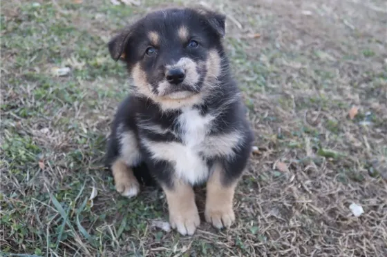 Იყიდება საყვარელი გერმანული ავსტრალიური ნაგაზი. Tbilisi
