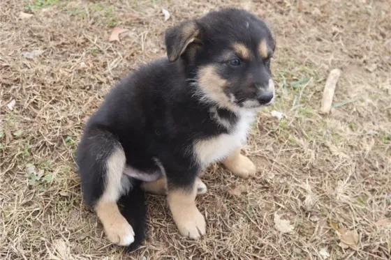 Იყიდება საყვარელი გერმანული ავსტრალიური ნაგაზი. Tbilisi