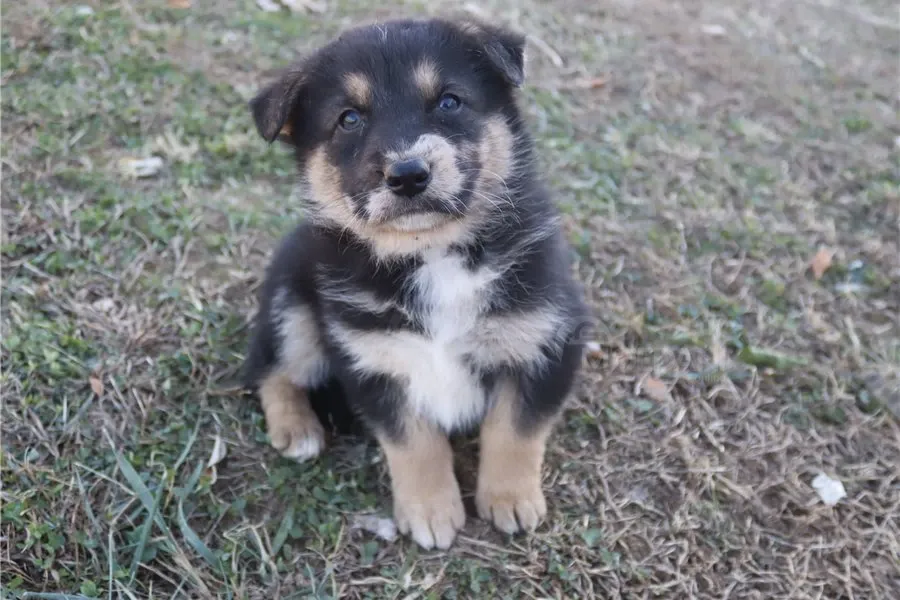 Იყიდება საყვარელი გერმანული ავსტრალიური ნაგაზი. Tbilisi - photo 1
