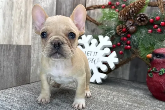 Ყველაზე საყვარელი ფრანგული ბულდოგის ლეკვი. Tbilisi