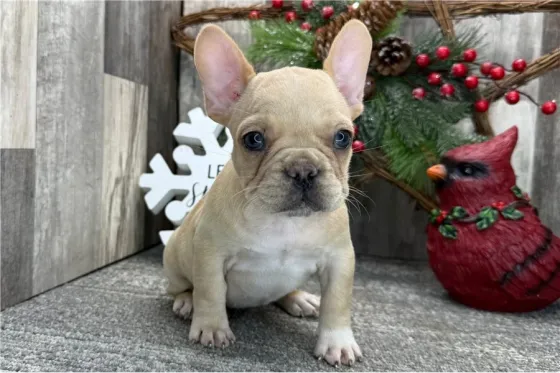 Ყველაზე საყვარელი ფრანგული ბულდოგის ლეკვი. Tbilisi