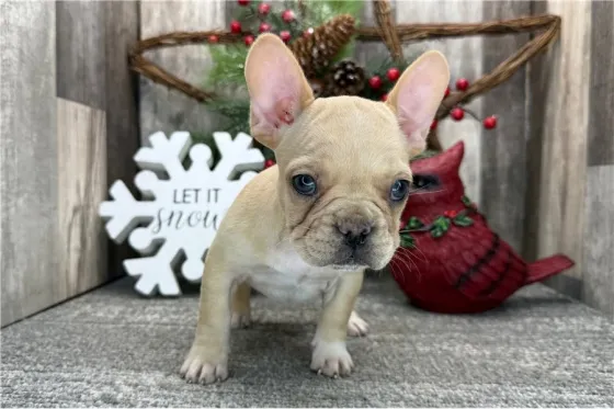 Ყველაზე საყვარელი ფრანგული ბულდოგის ლეკვი. Tbilisi
