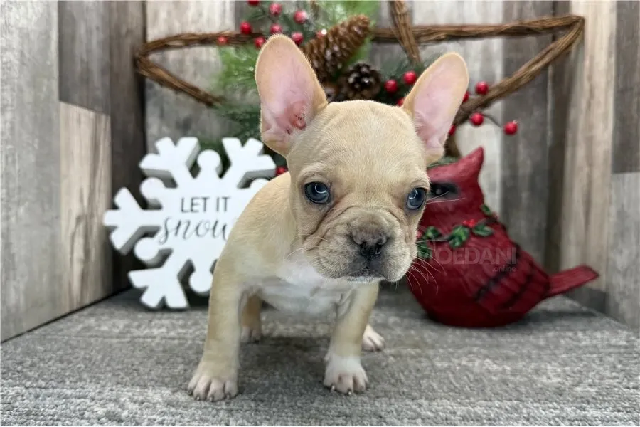 Ყველაზე საყვარელი ფრანგული ბულდოგის ლეკვი. თბილისი - photo 1