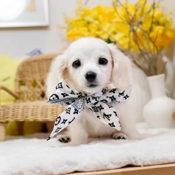 Ტაქსას ლეკვები Tbilisi