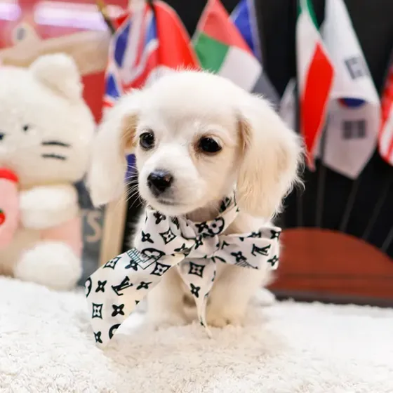 Ტაქსას ლეკვები Tbilisi