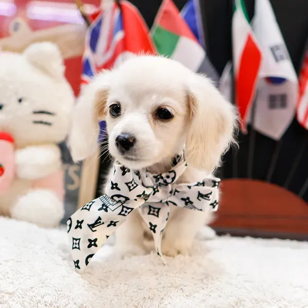 Ტაქსას ლეკვები თბილისი - photo 2