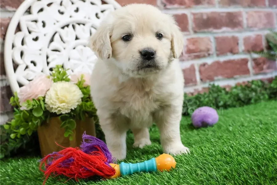 Იყიდება ოქროსფერი რეტრივერის ლეკვები. თბილისი - photo 2