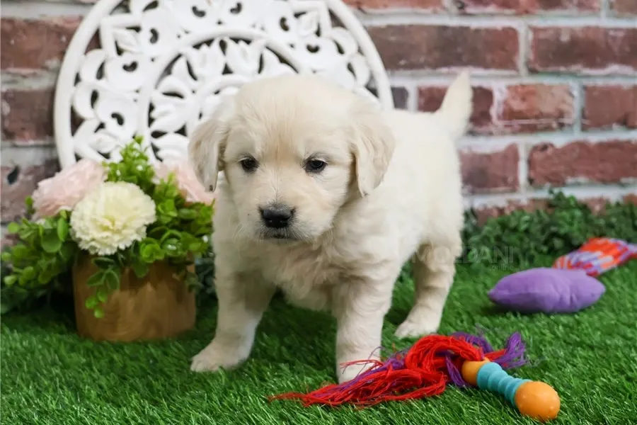 Იყიდება ოქროსფერი რეტრივერის ლეკვები. თბილისი - photo 1