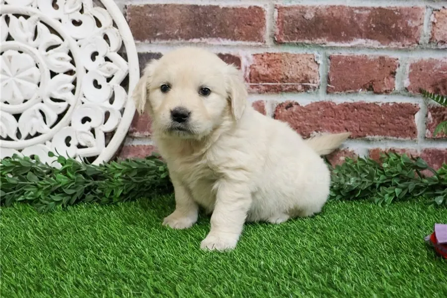 Იყიდება ოქროსფერი რეტრივერის ლეკვები. თბილისი - photo 3