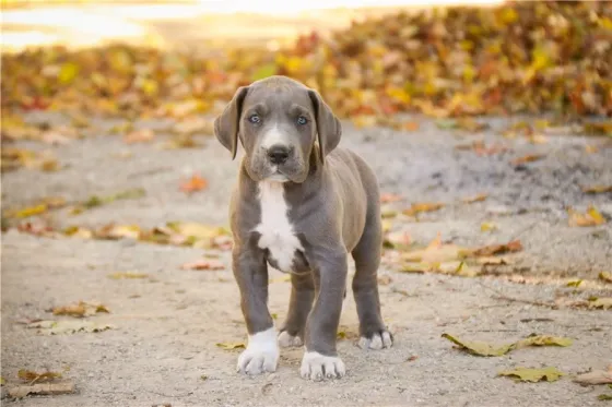 Დიდი დოგის ლეკვები ხელმისაწვდომია. Tbilisi