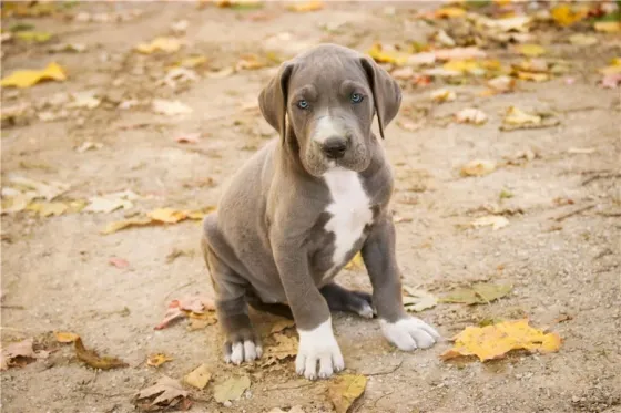 Დიდი დოგის ლეკვები ხელმისაწვდომია. Tbilisi