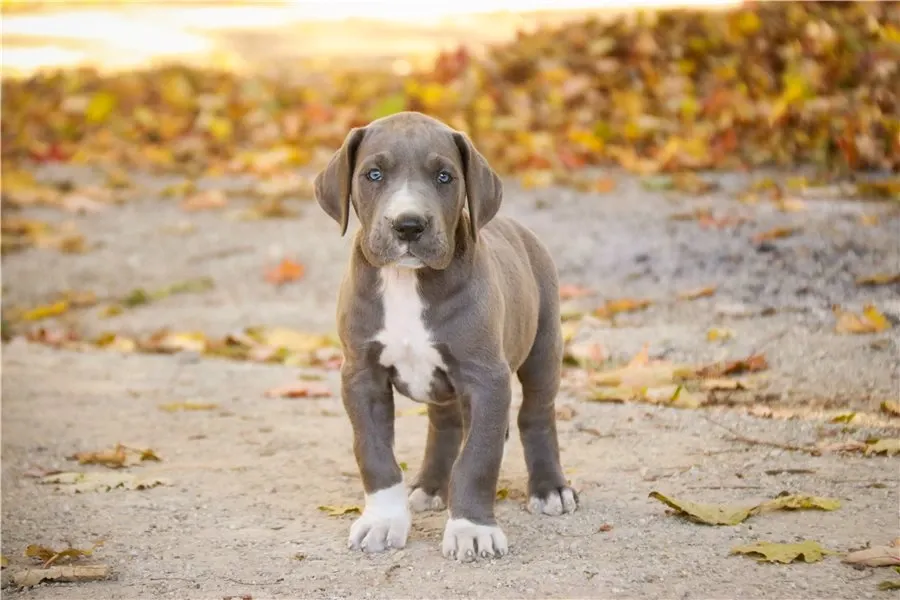 Დიდი დოგის ლეკვები ხელმისაწვდომია. თბილისი - photo 1