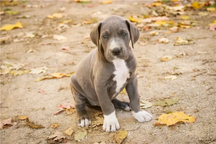Დიდი დოგის ლეკვები ხელმისაწვდომია. თბილისი - photo 3
