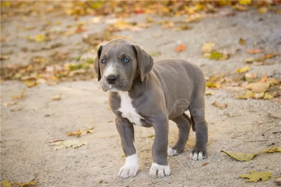 Დიდი დოგის ლეკვები ხელმისაწვდომია. თბილისი - photo 2