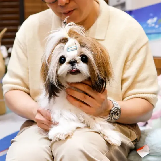 Შიჰ ცუს ლეკვები Tbilisi