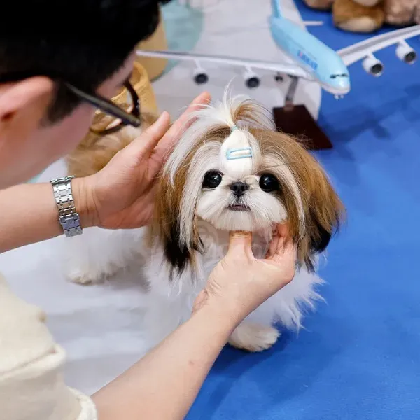 Შიჰ ცუს ლეკვები Tbilisi - photo 1