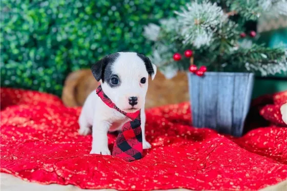 Ჯეკ რასელ ტერიერის ლეკვები აყვანისთვის. Tbilisi